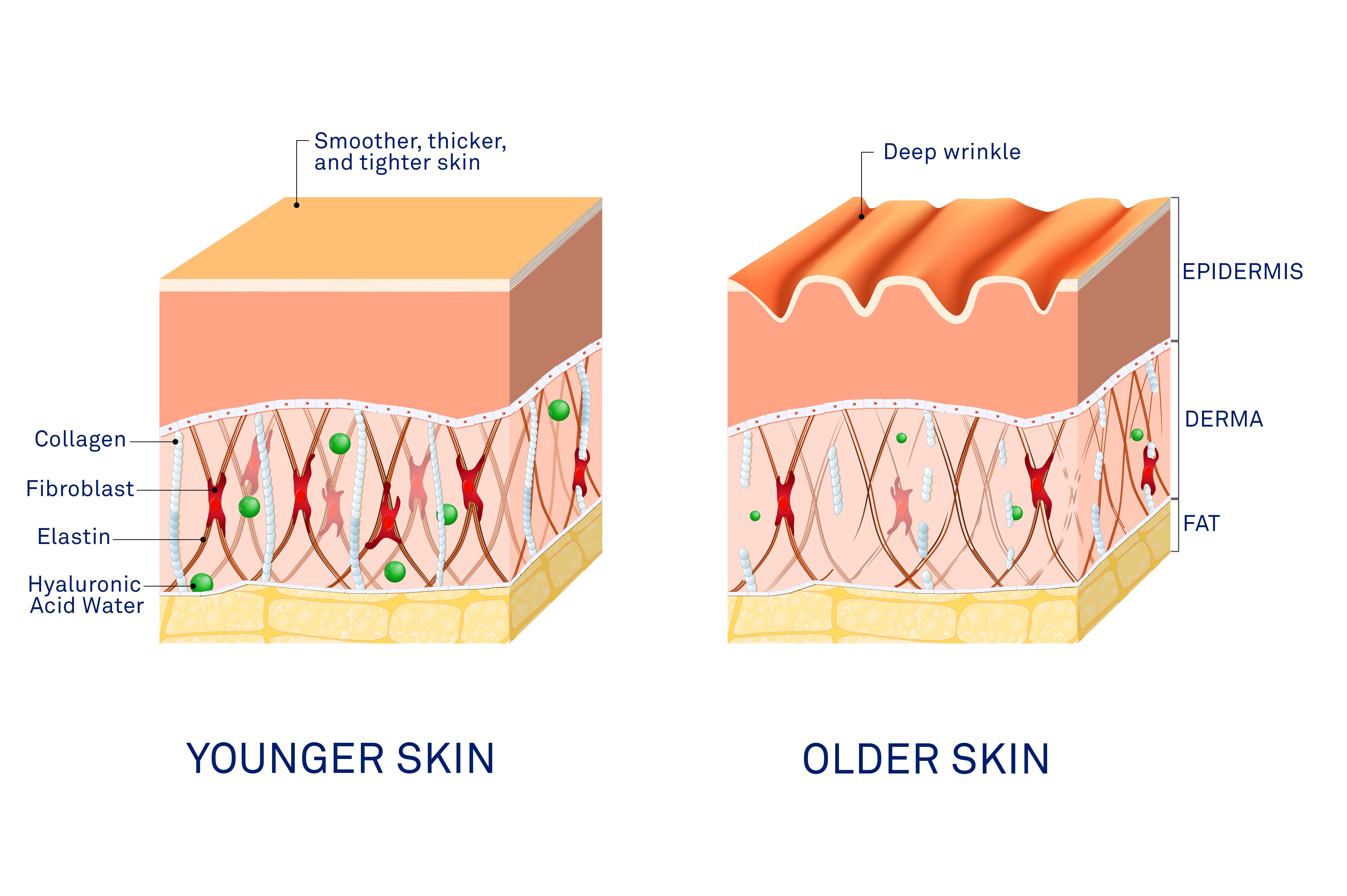 Collagen stock photo